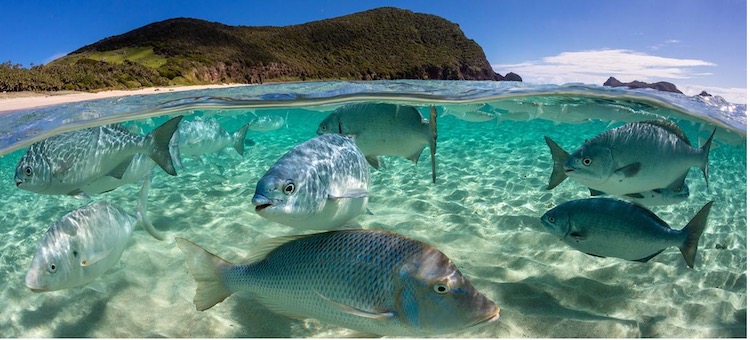 Photo: A school of fish swim in the Pacific Ocean in Australia. © Ocean Image Bank/Jordan Robin via United Nations.