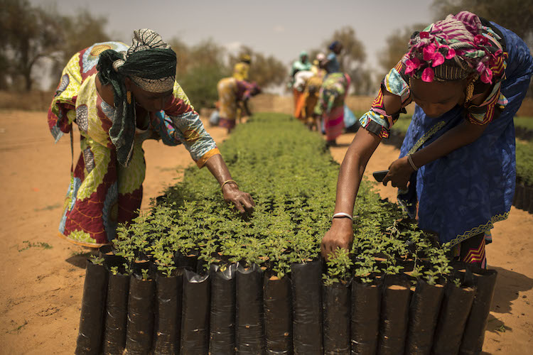 Photo: Men and women from the community work in the trees nursery created in the village as part of the Great Green Wall Initiative. Source: Food and Agriculture Organization