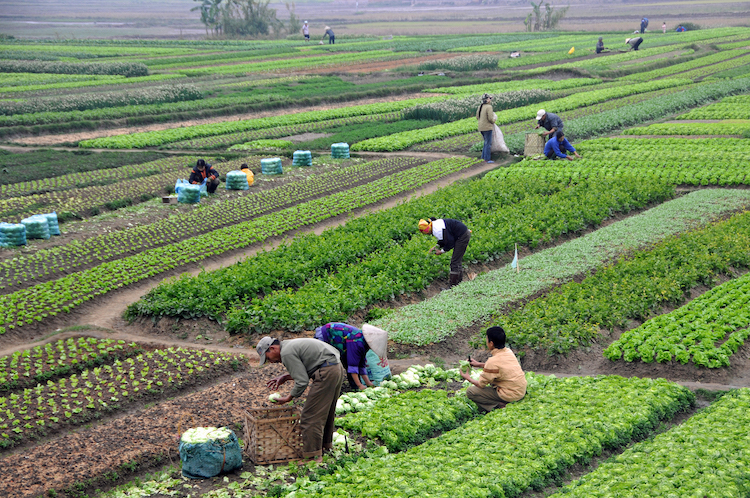 Photo: Vietnamese farms grow a variety of food. The picture was taken in 2009 before water salination problems and droughts crept in. Credit: Dennis Jarvis, CC BY-SA 2.0