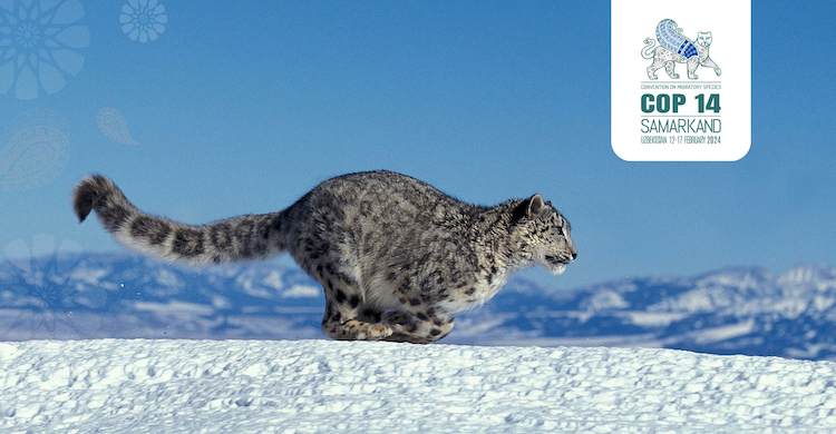 Photo: Snow Leopard © Canva.com