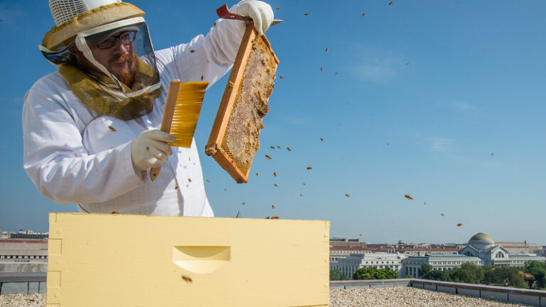 Bee-harvesting in an urban setting. Preparations are underway for the 16th Biodiversity Convention of the Parties (COP16) in Cali, Valle del Cauca. Credit: USDA