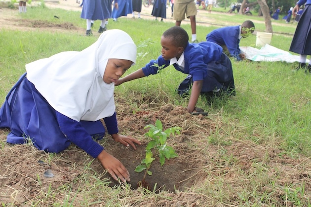 Faiza Ally, a pupil at Mtoni Primary School in Mara Region, plants a tree. Credit: Kizito Makoye/IPS