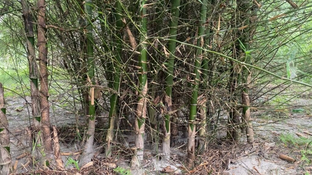 Thorny bamboo species planted in Madi. Photos: PINKI SRIS RANA