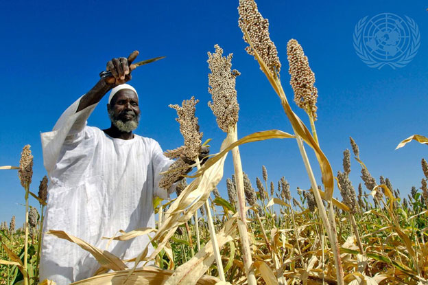 A local farmer harvests sorghum produced from seeds donated by the Food and Agriculture Organization (FAO) through the “Improving Seeds” project. Credit: FAO/Fred Noy