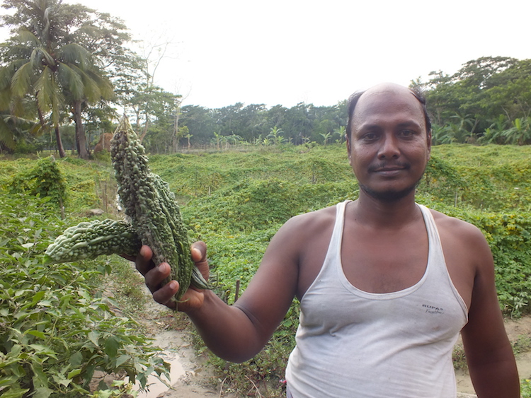 Photo: Aktar Hossain, a local farmer who adapted the new technique in Aminabad in Char Fasson, shows good harvest of vegetable from his crop field. Credit: Naimul Haq.