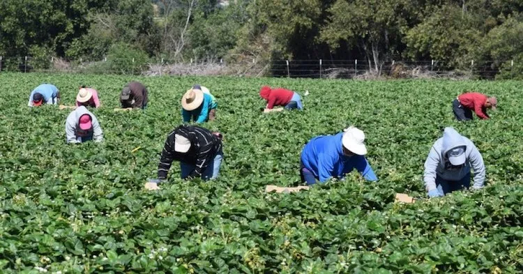 Photo: The virus highlighted the world’s structural dependence on cheap, exploitable labour. Source: salud-america.org