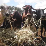 Photo (in Text): Livestock management is key in adapting to climate change-2. Credit: Busani Bafana