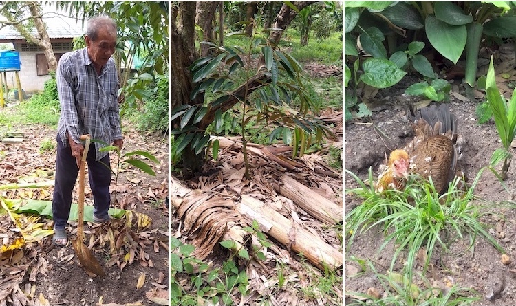 Photo collage: (left to right) Kumnung Chantasit demonstrating how to plant cardamom; An example of how banana trunks and leaves are used to protect the young trees; One of the hard working Thai chickens. Credit: Bronwen Evans.
