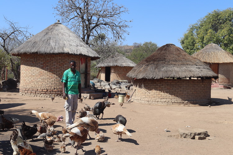 Photo: Peter Mangana, a smallholder farmer, is running a poultry project at his farm in Mwenezi, Zimbabwe. Credit: Farai Shawn Matiashe.