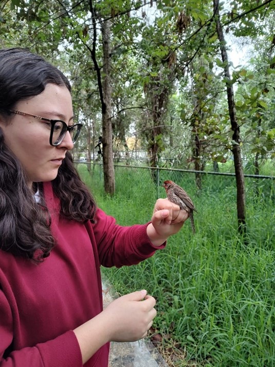 Study birds at CIBAC. Photo credit: Malinalli Cortés.