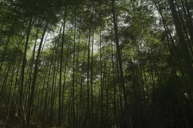 Moso bamboo grove in Kavre. Photo: SAILESH RC