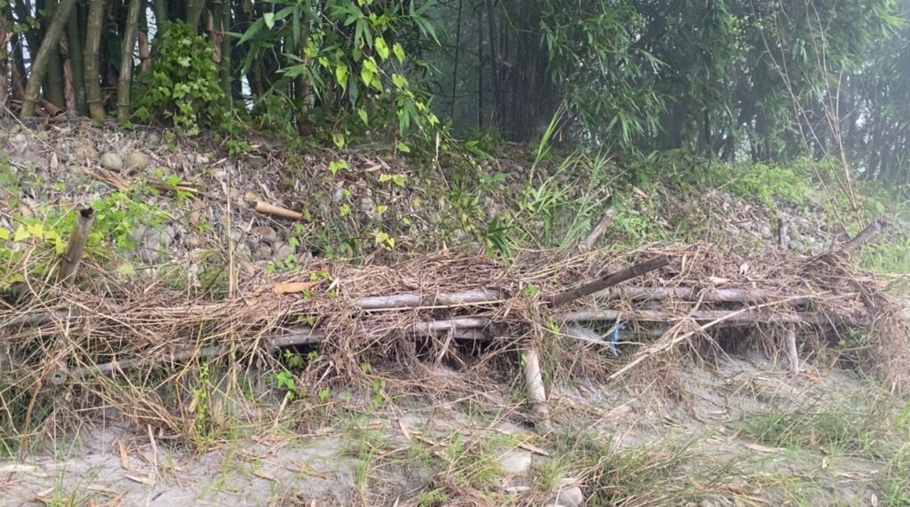 Thorny bamboo species planted in Madi. Photos: PINKI SRIS RANA