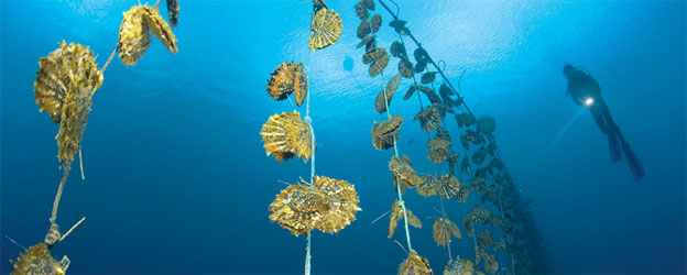 ‘J Hunter Pearls Fiji: Savusavu Community Edible Pearl Oyster Farms’ project is an environmentally sustainable, community-owned and -operated aquaculture aimed at alleviating poverty in Fiji communities and building sustainable use of ocean resources. Credit: UNDP Fiji