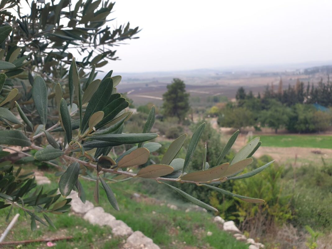 Photo credit: Roman Yanushevsky