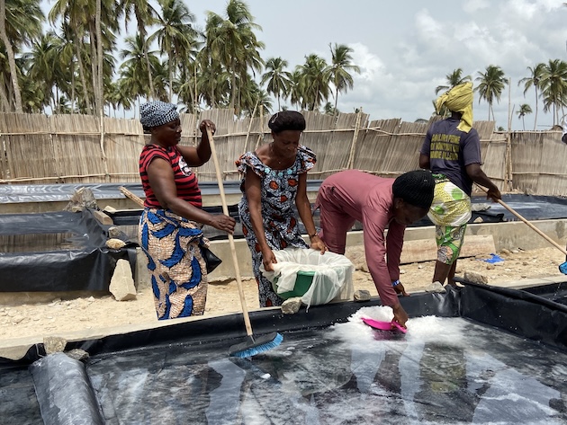 Cécile Koffi and her colleagues collect salt from concrete pans on the beach in rural Benin. Credit: Neha Banka/IPS